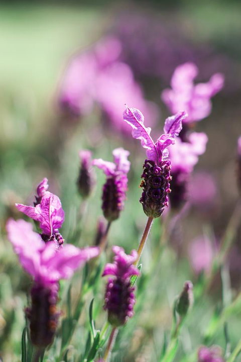 The Floating Forest - Tourism Caloundra 31