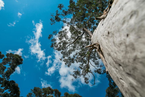 The Floating Forest - Tourism Caloundra 36
