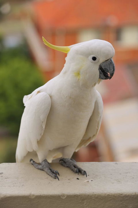 Metro Hotel Miranda - Tourism Caloundra 17