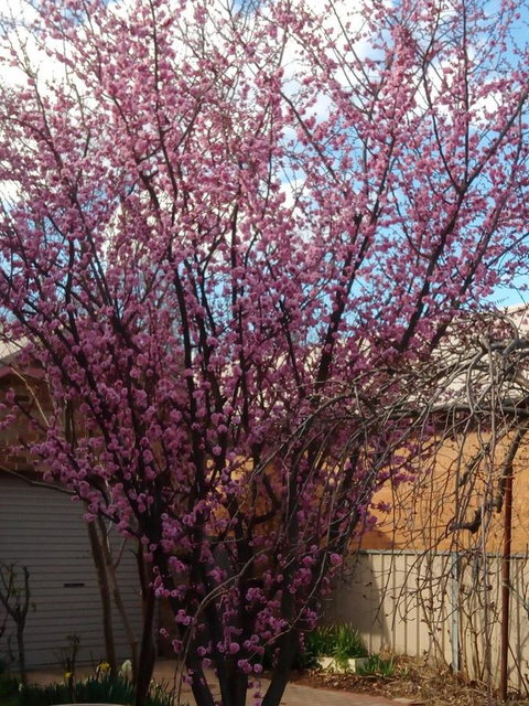Boot Makers Cottage - Tourism Caloundra 18