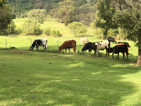 Arcadia - The Barn Cottage & Rosehill Cottage - Tourism Caloundra 26