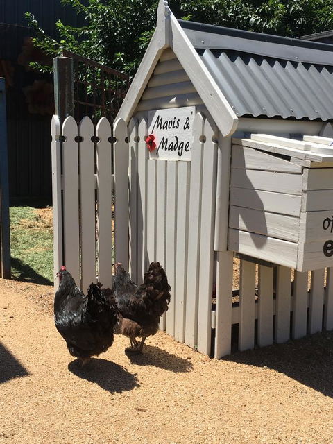 Thelma's Temora - Tourism Caloundra 12