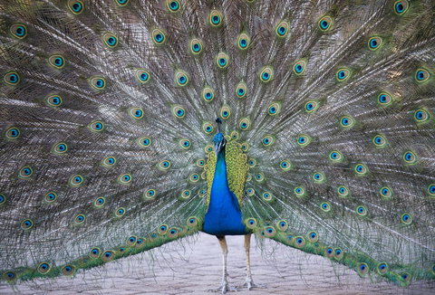 DoubleTree By Hilton Alice Springs - Tourism Caloundra 20