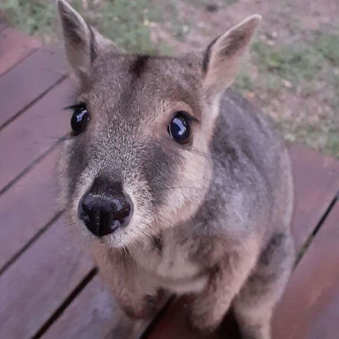 Camp Kanga - Tourism Caloundra 3