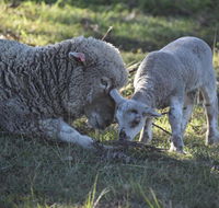 Clandulla Cottages  Farmstay - Tourism Caloundra