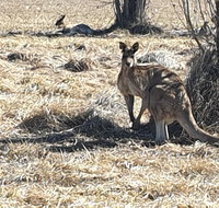 Clansman Motel - Tourism Caloundra