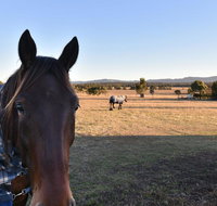 Clydesdale Cottage on Talga with real Clydesdale Horses - Tourism Caloundra