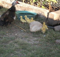 Corella Creek Country Farm Stay - Tourism Caloundra