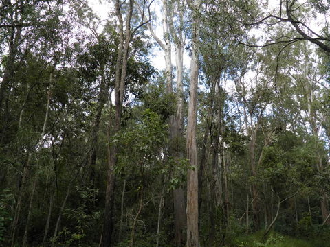 Coucals Cottage - Tourism Caloundra 3