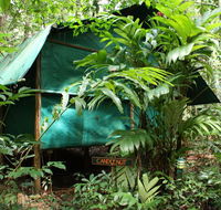 Daintree Crocodylus - Tourism Caloundra
