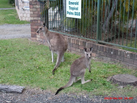 Emerald Tropical Palms B & B - Tourism Caloundra 1
