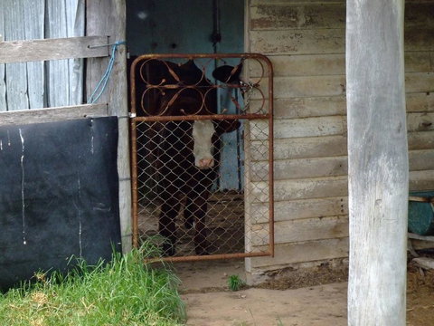 Escape To The Country - Enjoy The Firepit Or Explore Magical Bunya Mountains - Tourism Caloundra 3