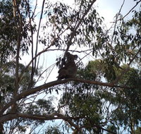 Escape to the Country - Enjoy the firepit or explore magical Bunya Mountains - Tourism Caloundra