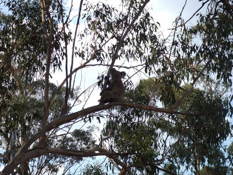 Escape To The Country - Enjoy The Firepit Or Explore Magical Bunya Mountains - Tourism Caloundra 0