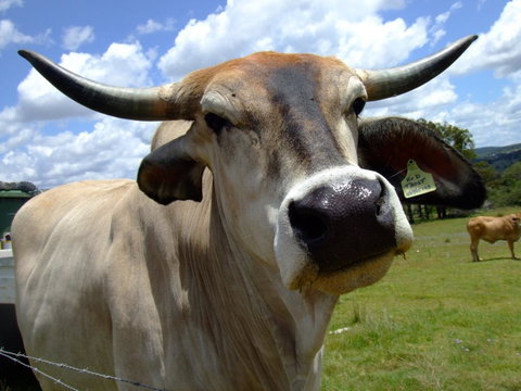 Escape To The Country - Enjoy The Firepit Or Explore Magical Bunya Mountains - Tourism Caloundra 2