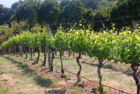 Every Man And His Dog Vineyard - Tourism Caloundra 2