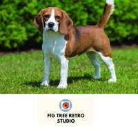 Fig Tree Retro Studio - Tourism Caloundra