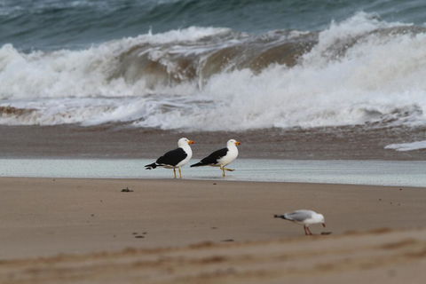 GALWAY COTTAGE - Tourism Caloundra 1