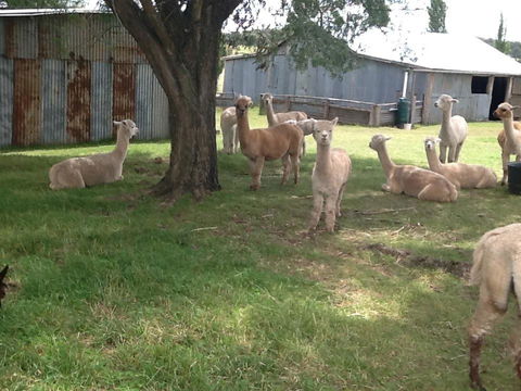 Glen Waverly Farmstay - Tourism Caloundra 3