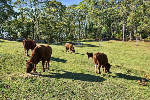 GOWAN ROSS COTTAGE - Tourism Caloundra 1