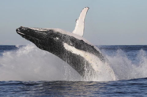 Green Cape Lightstation Cottages - Tourism Caloundra 1