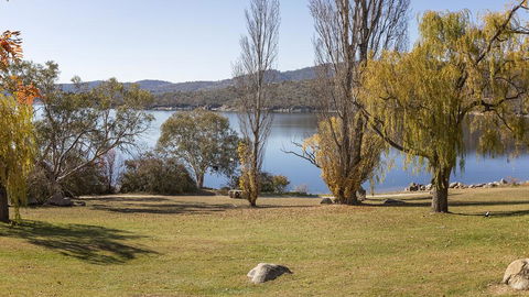 Grey Kangaroo- On Lake Jindabyne Foreshore - Tourism Caloundra 1