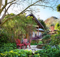 Hills End Camellia - Tourism Caloundra
