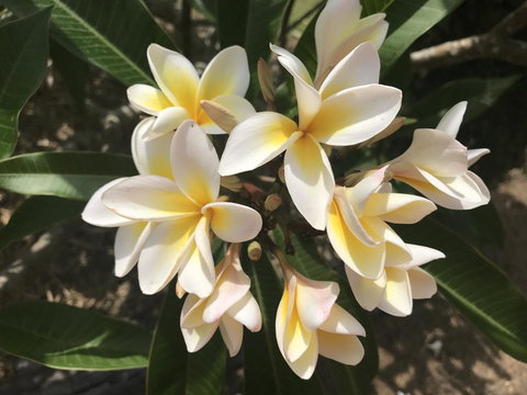 King Ludwigs Cottage - Tourism Caloundra 3