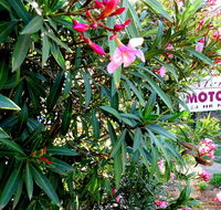 Mercury motor inn - Tourism Caloundra