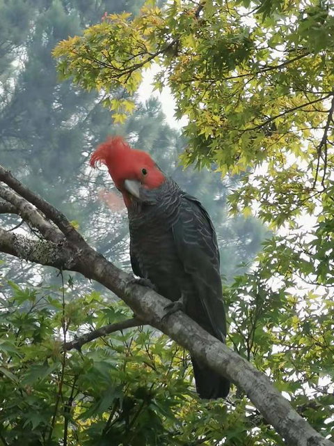 Milepost Annex In Wentworth Falls - Tourism Caloundra 3