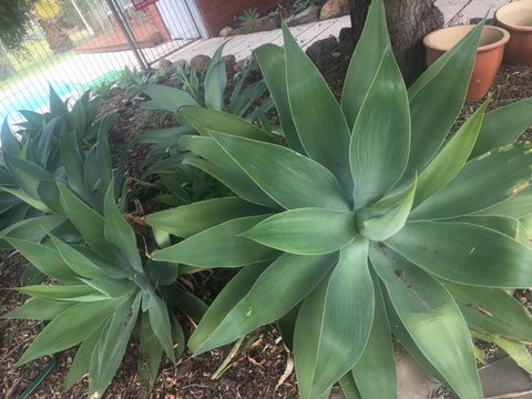 Motel Wingrove - Tourism Caloundra 2