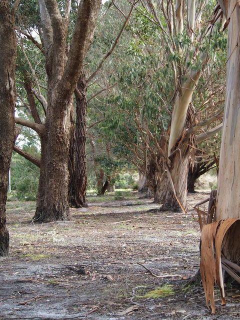Riverside Retreat Chalets, Walpole - Tourism Caloundra 16