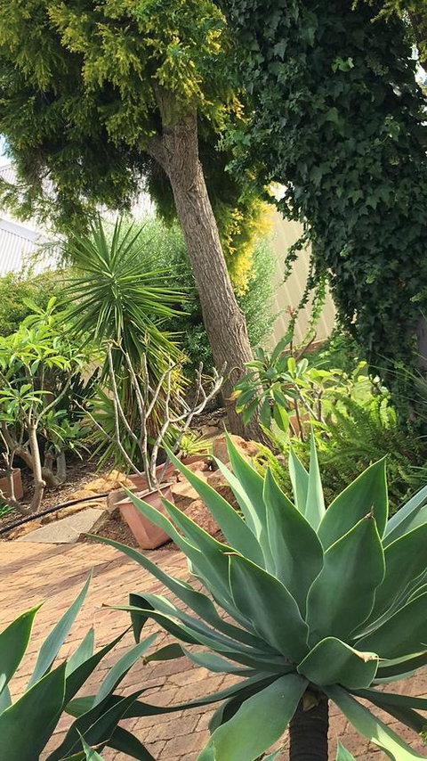 Armadale Cottage Bed & Breakfast - Tourism Caloundra 1
