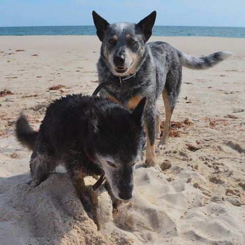 Peppy Beach Ocean Views - Tourism Caloundra 10