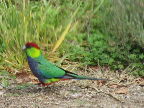 Di's Cabin In Dwellingup - Tourism Caloundra 26
