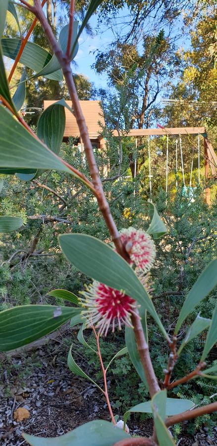 Di's Cabin In Dwellingup - Tourism Caloundra 4