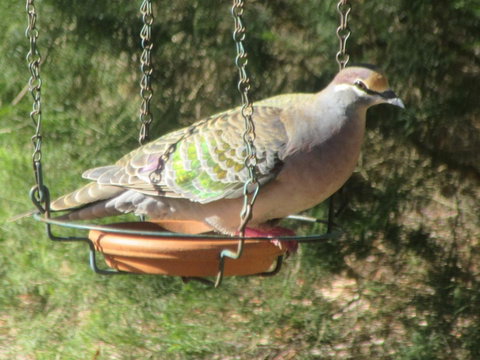 Di's Cabin In Dwellingup - Tourism Caloundra 25