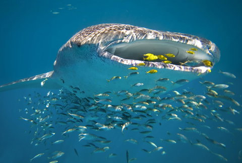 Sal Salis Ningaloo Reef - Tourism Caloundra 20