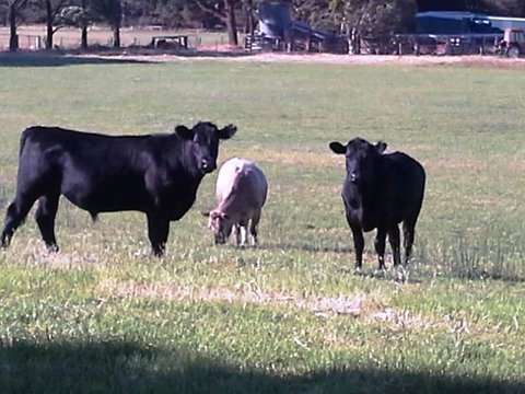 Cosy Corner Chalets - Tourism Caloundra 18