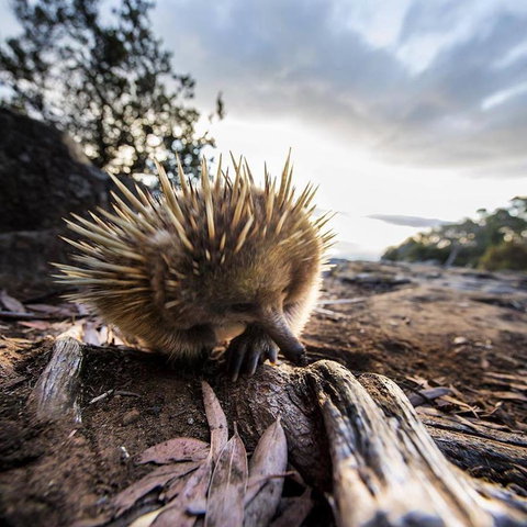 Maydena Chalet - Tourism Caloundra 38
