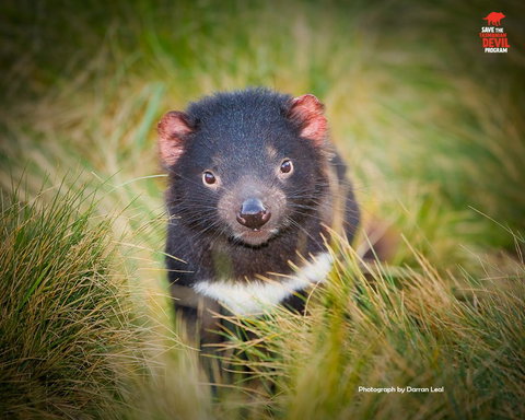 Maydena Chalet - Tourism Caloundra 34