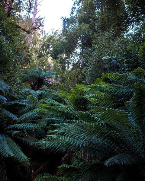 Maydena Chalet - Tourism Caloundra 42