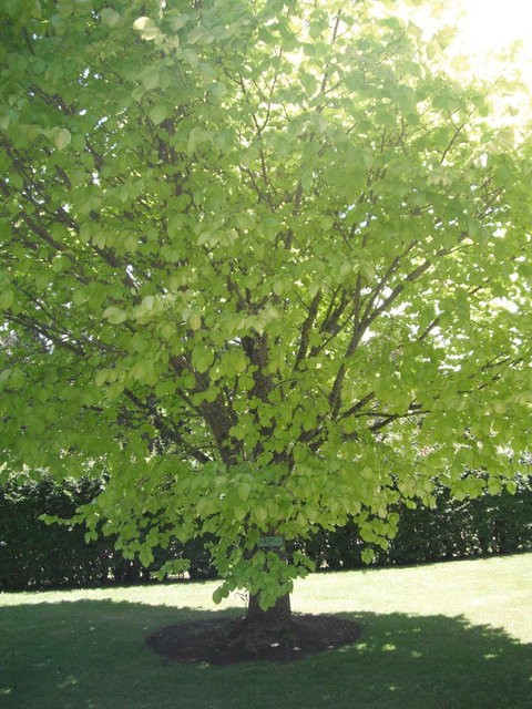 Maydena Chalet - Tourism Caloundra 32