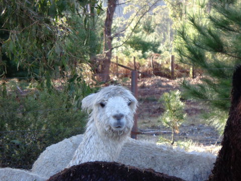 Post House Cottage - Tourism Caloundra 21