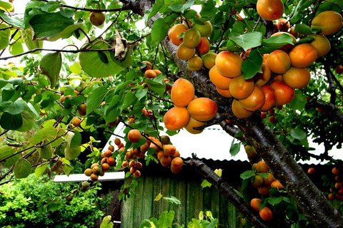 Eureka Farm - Tourism Caloundra 8