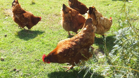 Eureka Farm - Tourism Caloundra 27