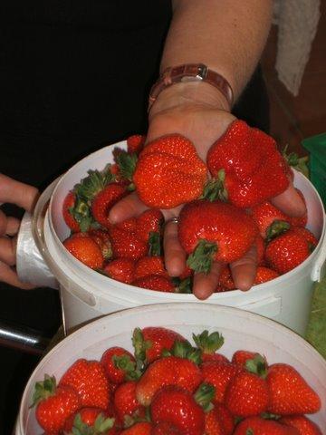 Eureka Farm - Tourism Caloundra 17