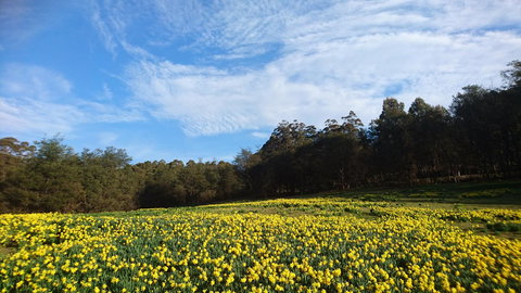 Mountain Blue Guest House - Tourism Caloundra 21