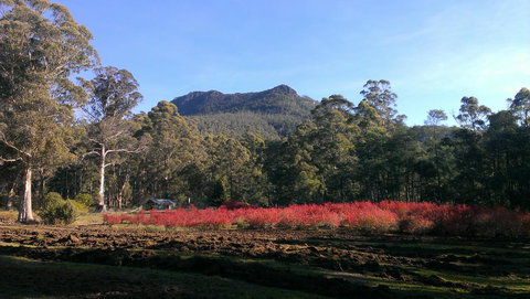 Mountain Blue Guest House - Tourism Caloundra 23