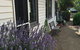 Walnut Cottage - thumb 0